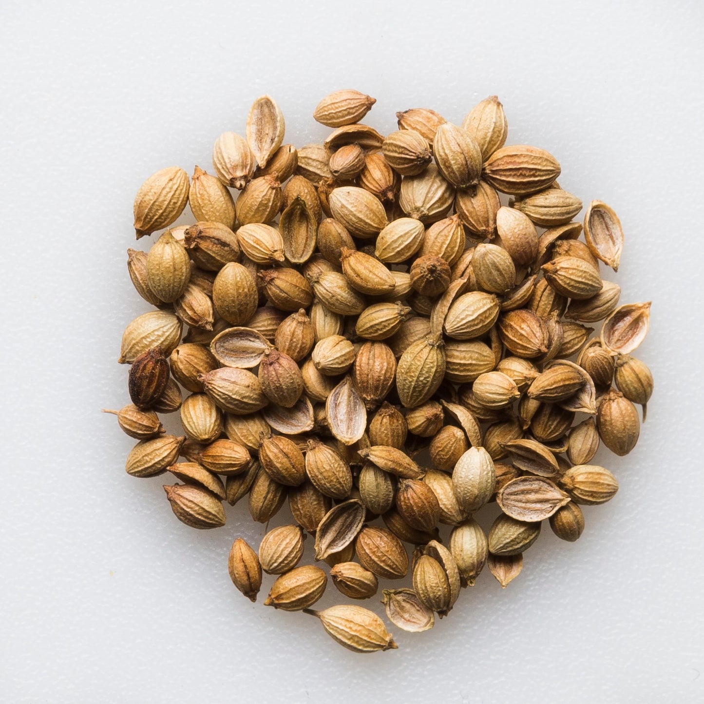Organic Coriander Seed